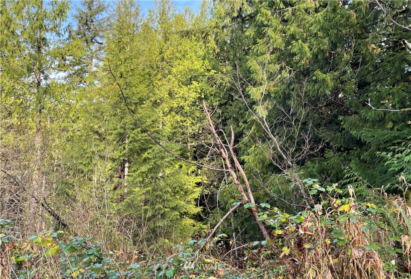 448 XX Edgewick, North Bend, Washington 98045, ,Land,For Sale,Edgewick,NWM1871502