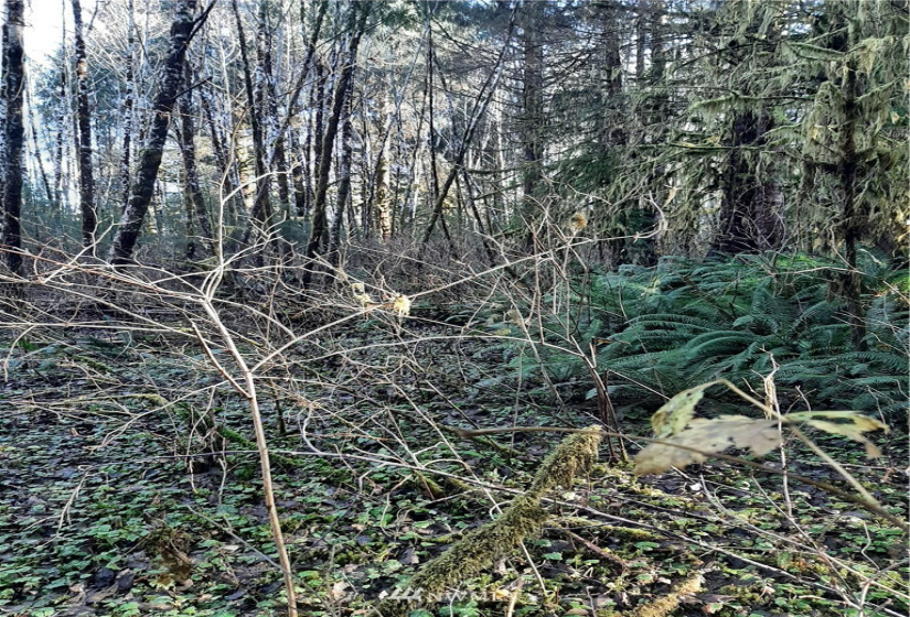 9912 Mina Smith, Forks, Washington 98331, ,Land,For Sale,Mina Smith,NWM1871528