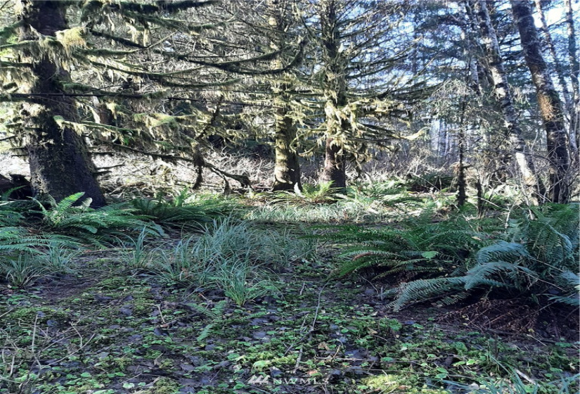 9912 Mina Smith, Forks, Washington 98331, ,Land,For Sale,Mina Smith,NWM1871528