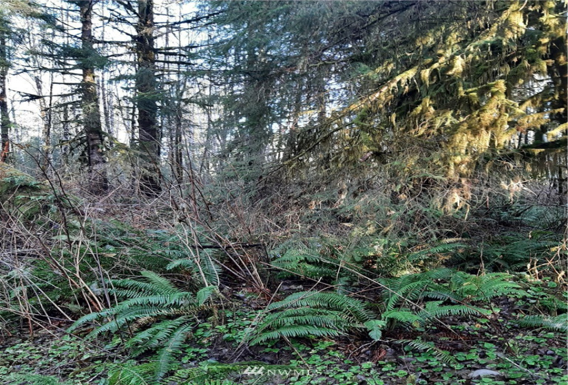9912 Mina Smith, Forks, Washington 98331, ,Land,For Sale,Mina Smith,NWM1871528