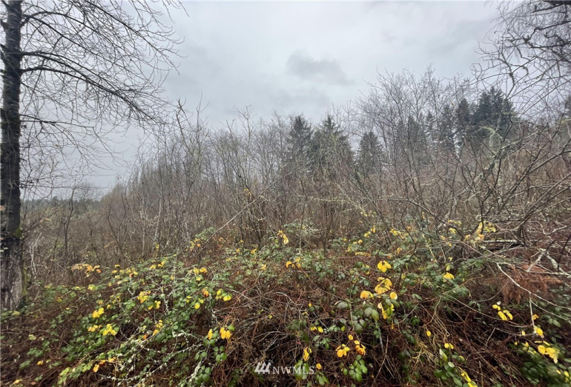 13662 Bear Creek Rd, Woodinville, Washington 98077, ,Land,For Sale,Bear Creek Rd,NWM1870434