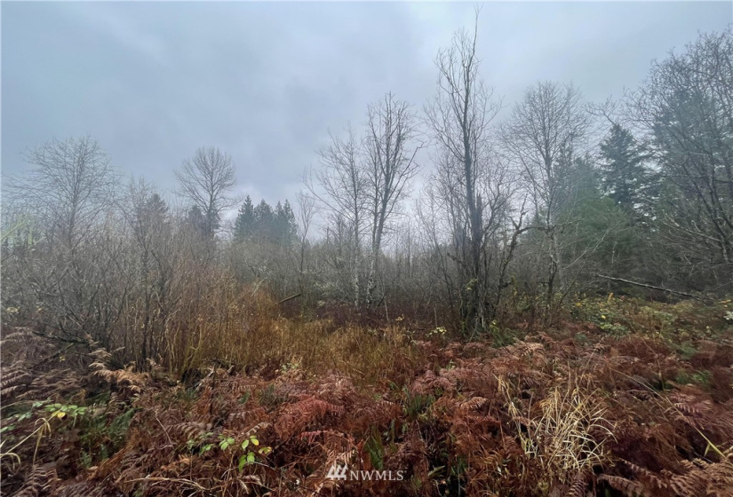 13662 Bear Creek Rd, Woodinville, Washington 98077, ,Land,For Sale,Bear Creek Rd,NWM1870434