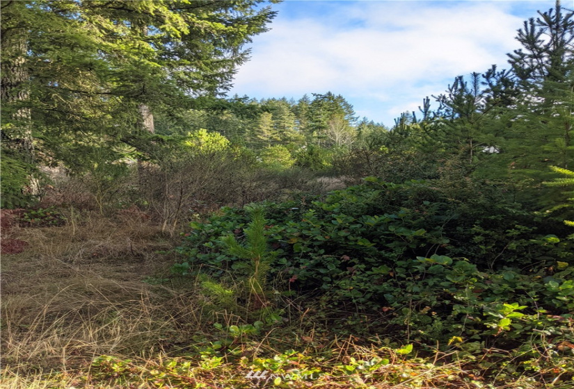 0 XXXXX Burchard, Port Orchard, Washington 98367, ,Land,For Sale,7405425 - Wye Lake,Burchard,NWM1868162