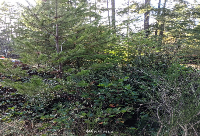 0 XXXXX Burchard, Port Orchard, Washington 98367, ,Land,For Sale,7405425 - Wye Lake,Burchard,NWM1868162