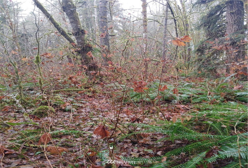 3 Yeager, Concrete, Washington 98237, ,Land,For Sale,Yeager,NWM1870397