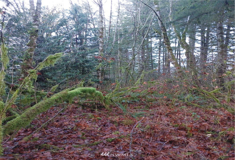 3 Yeager, Concrete, Washington 98237, ,Land,For Sale,Yeager,NWM1870397