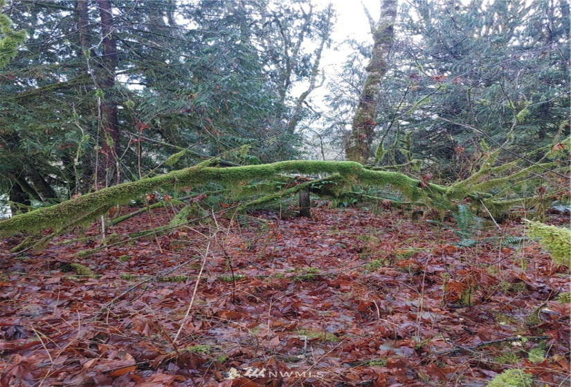 3 Yeager, Concrete, Washington 98237, ,Land,For Sale,Yeager,NWM1870397