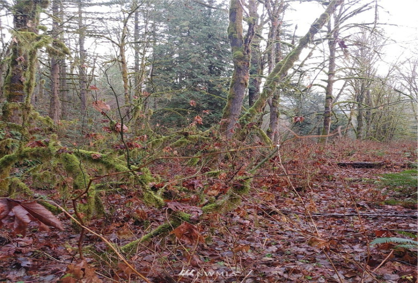 2 Yeager, Concrete, Washington 98237, ,Land,For Sale,Yeager,NWM1870401