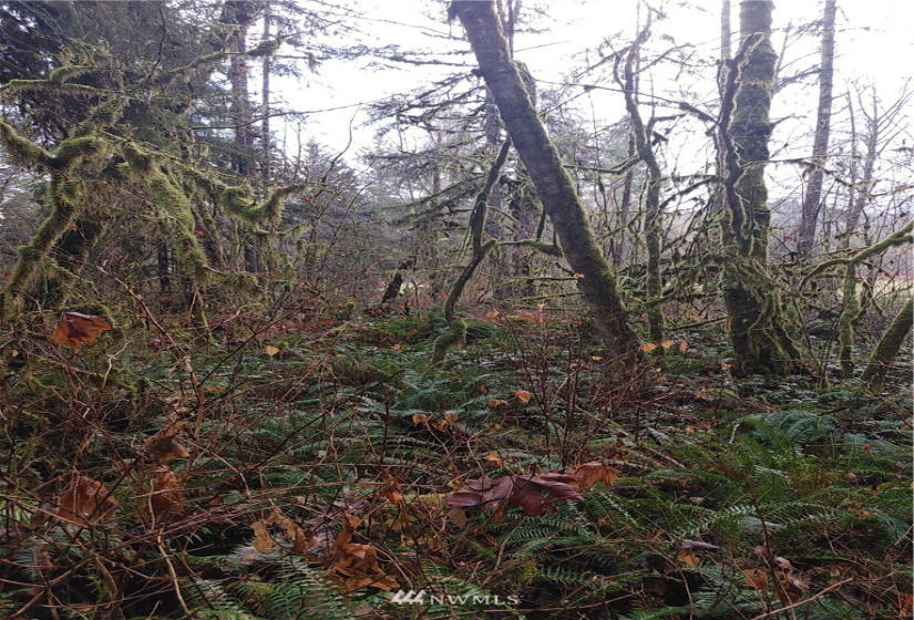 2 Yeager, Concrete, Washington 98237, ,Land,For Sale,Yeager,NWM1870401