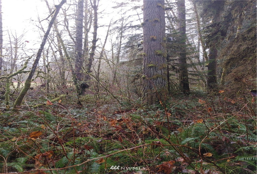 2 Yeager, Concrete, Washington 98237, ,Land,For Sale,Yeager,NWM1870401