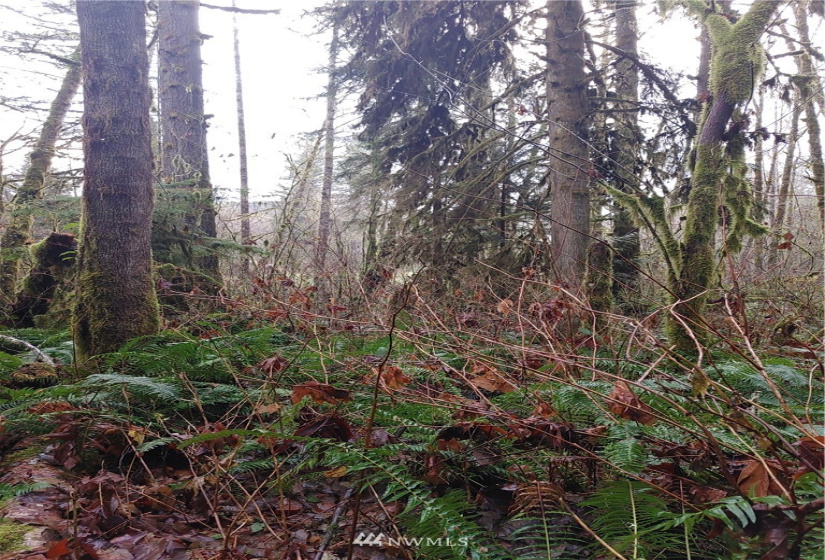 2 Yeager, Concrete, Washington 98237, ,Land,For Sale,Yeager,NWM1870401