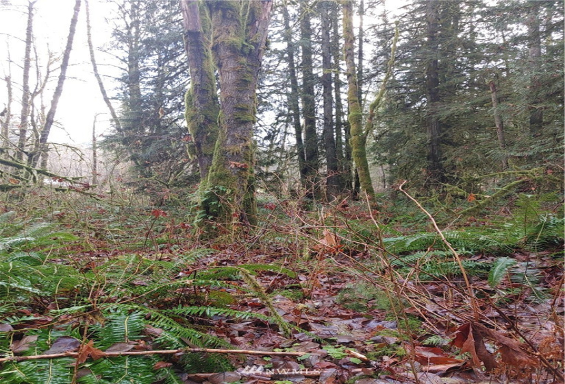 2 Yeager, Concrete, Washington 98237, ,Land,For Sale,Yeager,NWM1870401