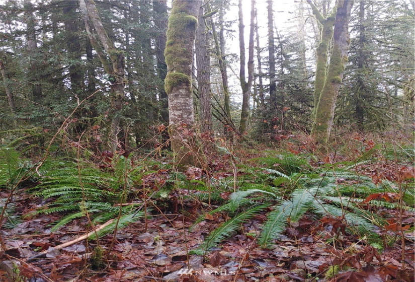 2 Yeager, Concrete, Washington 98237, ,Land,For Sale,Yeager,NWM1870401