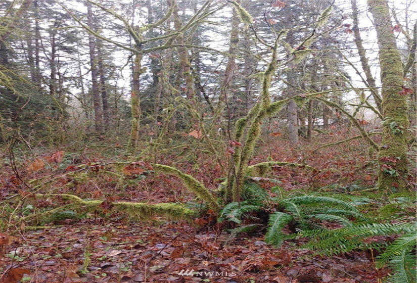 2 Yeager, Concrete, Washington 98237, ,Land,For Sale,Yeager,NWM1870401