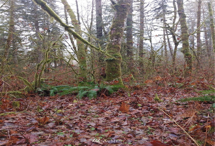 2 Yeager, Concrete, Washington 98237, ,Land,For Sale,Yeager,NWM1870401