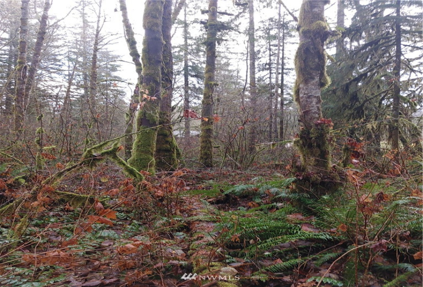 2 Yeager, Concrete, Washington 98237, ,Land,For Sale,Yeager,NWM1870401