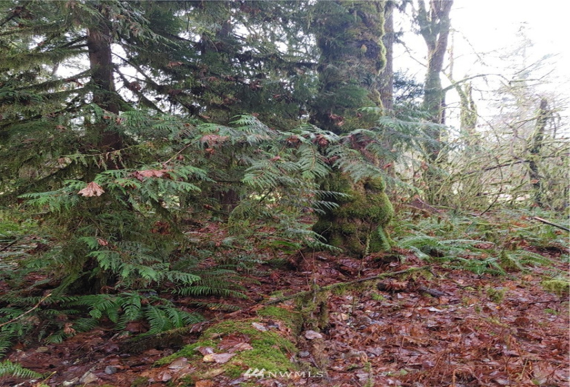 1 Yeager, Concrete, Washington 98237, ,Land,For Sale,Yeager,NWM1870406
