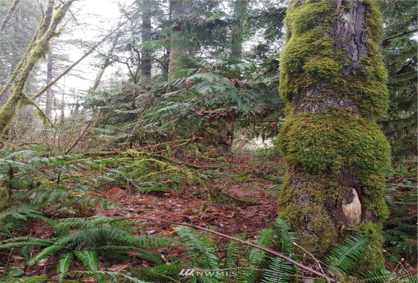 1 Yeager, Concrete, Washington 98237, ,Land,For Sale,Yeager,NWM1870406