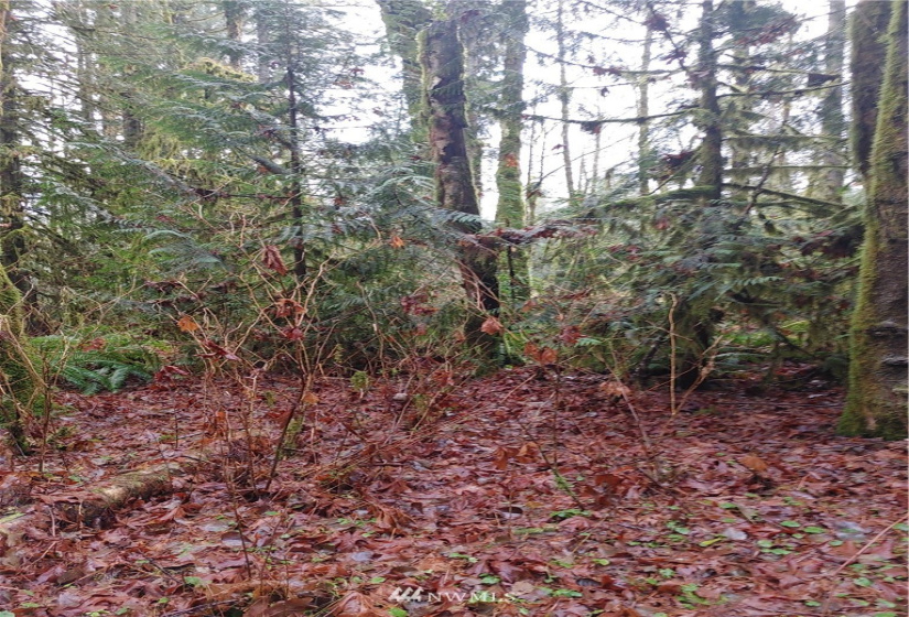 1 Yeager, Concrete, Washington 98237, ,Land,For Sale,Yeager,NWM1870406