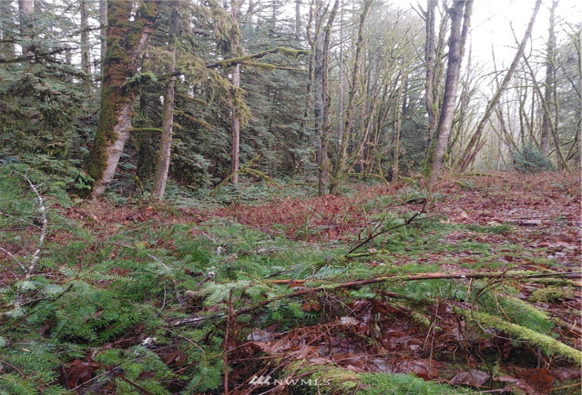 1 Yeager, Concrete, Washington 98237, ,Land,For Sale,Yeager,NWM1870406