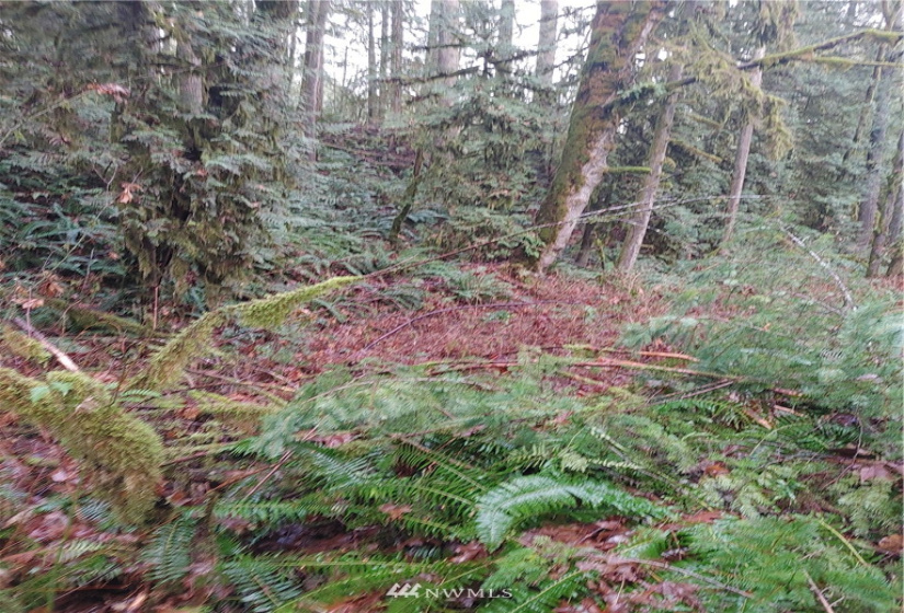 1 Yeager, Concrete, Washington 98237, ,Land,For Sale,Yeager,NWM1870406