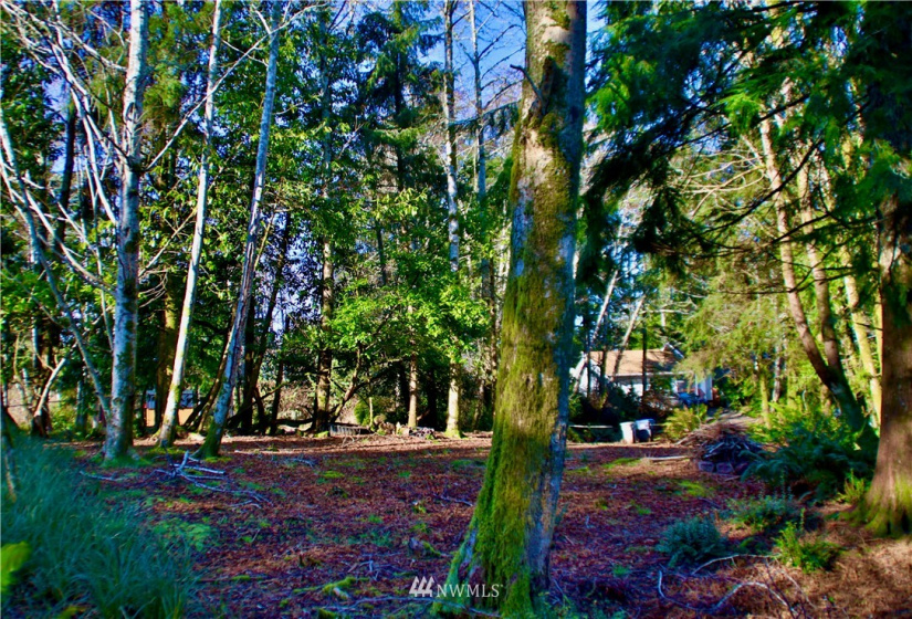 300 Corning, Ocean Shores, Washington 98569, ,Land,For Sale,23,Corning,NWM1871844
