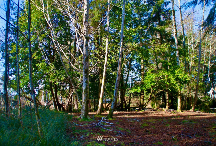 300 Corning, Ocean Shores, Washington 98569, ,Land,For Sale,23,Corning,NWM1871844