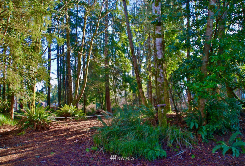 300 Corning, Ocean Shores, Washington 98569, ,Land,For Sale,23,Corning,NWM1871844