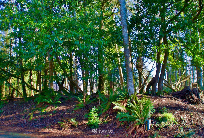 300 Corning, Ocean Shores, Washington 98569, ,Land,For Sale,23,Corning,NWM1871844