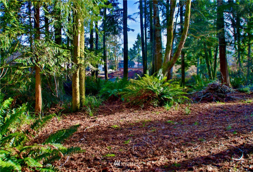 300 Corning, Ocean Shores, Washington 98569, ,Land,For Sale,23,Corning,NWM1871844
