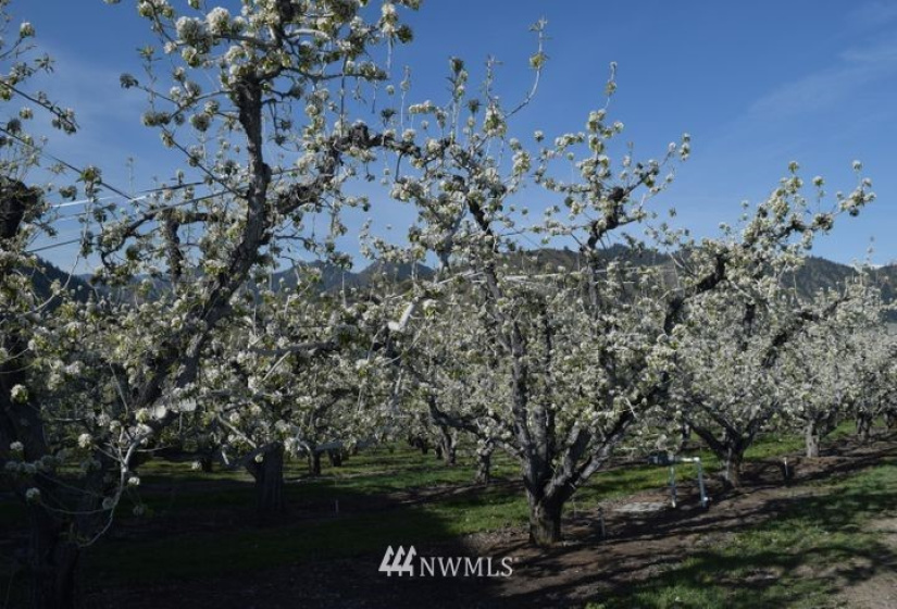 0 NNA Kennedy, Cashmere, Washington 98815, ,Land,For Sale,NNA Kennedy,NWM1872093