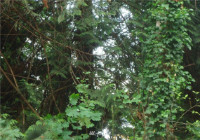 158 LOT Willapa, Shelton, Washington 98584, ,Land,For Sale,Timberlake #9,Willapa,NWM1872829