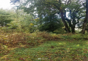 8801 Snoqualmie Valley, Carnation, Washington 98014, ,Land,For Sale,Rural Carnation,Snoqualmie Valley,NWM1871858
