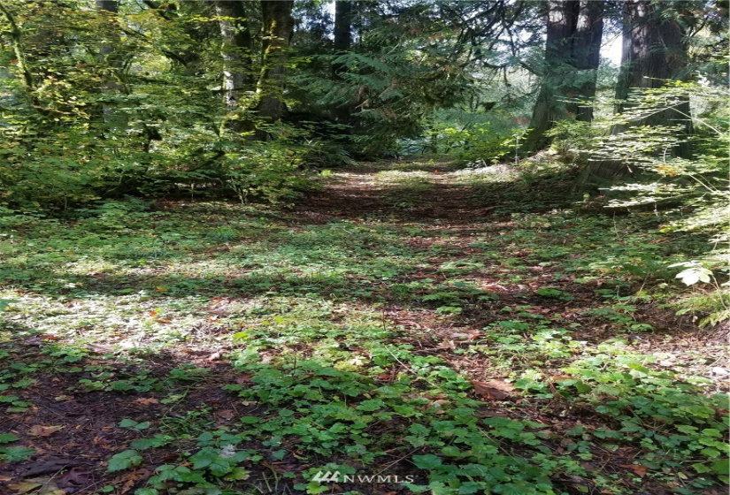 8801 Snoqualmie Valley, Carnation, Washington 98014, ,Land,For Sale,Rural Carnation,Snoqualmie Valley,NWM1871858
