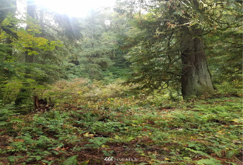 8801 Snoqualmie Valley, Carnation, Washington 98014, ,Land,For Sale,Rural Carnation,Snoqualmie Valley,NWM1871858