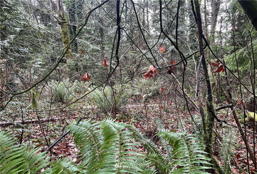 0 Friar Creek Rd, Monroe, Washington 98272, ,Land,For Sale,Friar Creek Rd,NWM1873010