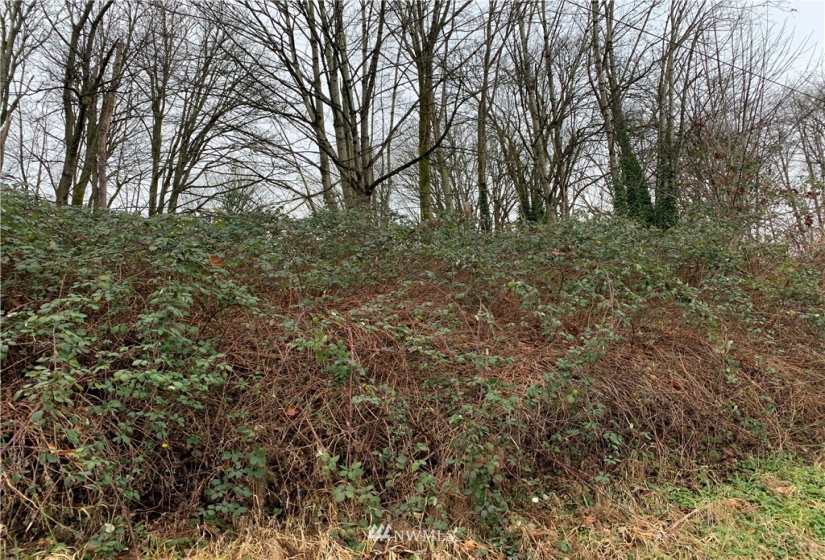 50 xx 4th, Everett, Washington 98201, ,Land,For Sale,4th,NWM1873494
