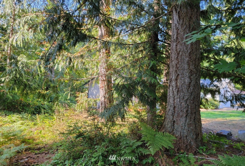 51 Budd, Shelton, Washington 98584, ,Land,For Sale,Budd,NWM1873731