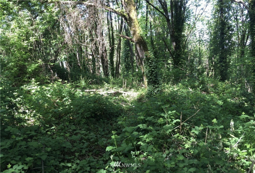 142 xx 59th, Tukwila, Washington 98168, ,Land,For Sale,xx 59th,NWM1874035