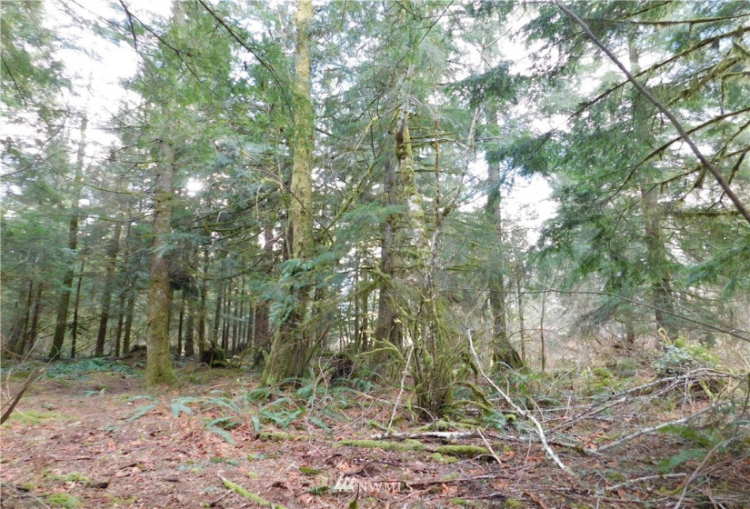 15528 May Creek, Gold Bar, Washington 98251, ,Land,For Sale,SP PFN 19-100722,May Creek,NWM1874243