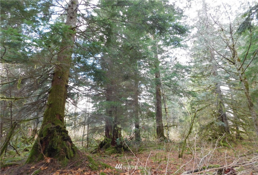 15528 May Creek, Gold Bar, Washington 98251, ,Land,For Sale,SP PFN 19-100722,May Creek,NWM1874243
