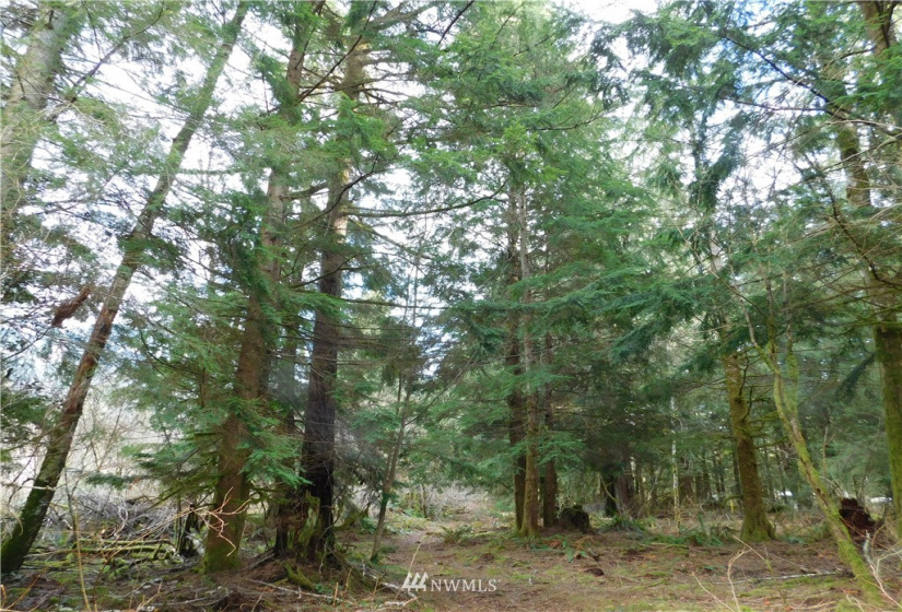 15528 May Creek, Gold Bar, Washington 98251, ,Land,For Sale,SP PFN 19-100722,May Creek,NWM1874243