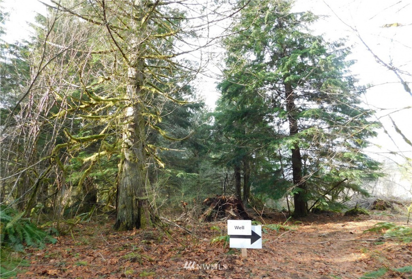 15528 May Creek, Gold Bar, Washington 98251, ,Land,For Sale,SP PFN 19-100722,May Creek,NWM1874243