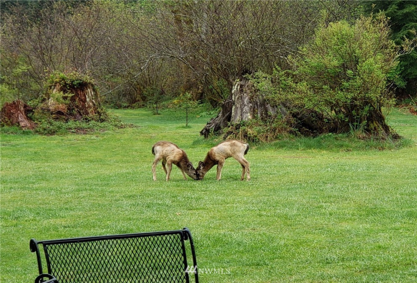 15528 May Creek, Gold Bar, Washington 98251, ,Land,For Sale,SP PFN 19-100722,May Creek,NWM1874243