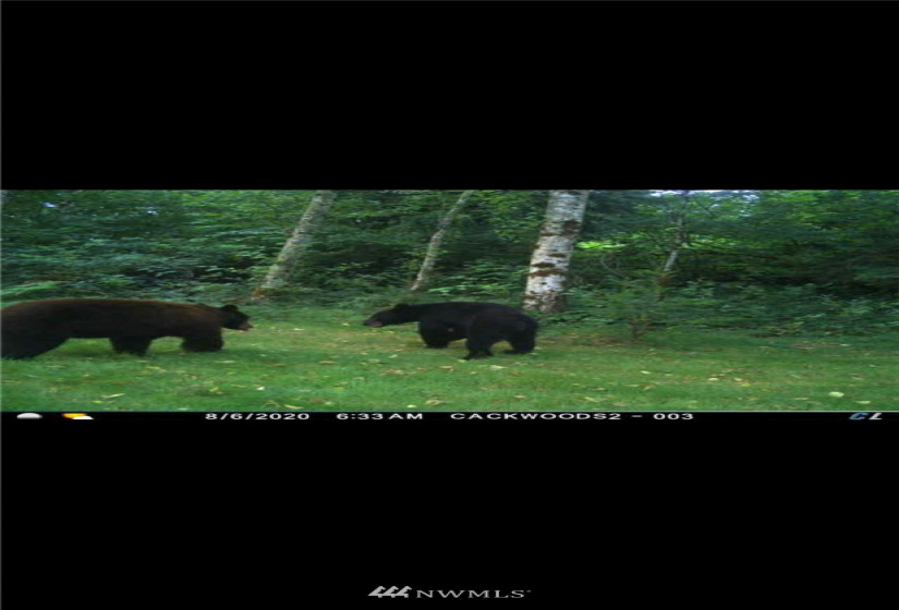 15528 May Creek, Gold Bar, Washington 98251, ,Land,For Sale,SP PFN 19-100722,May Creek,NWM1874243