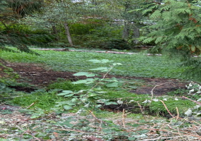 327 117th, Everett, Washington 98208, ,Land,For Sale,117th,NWM1874491