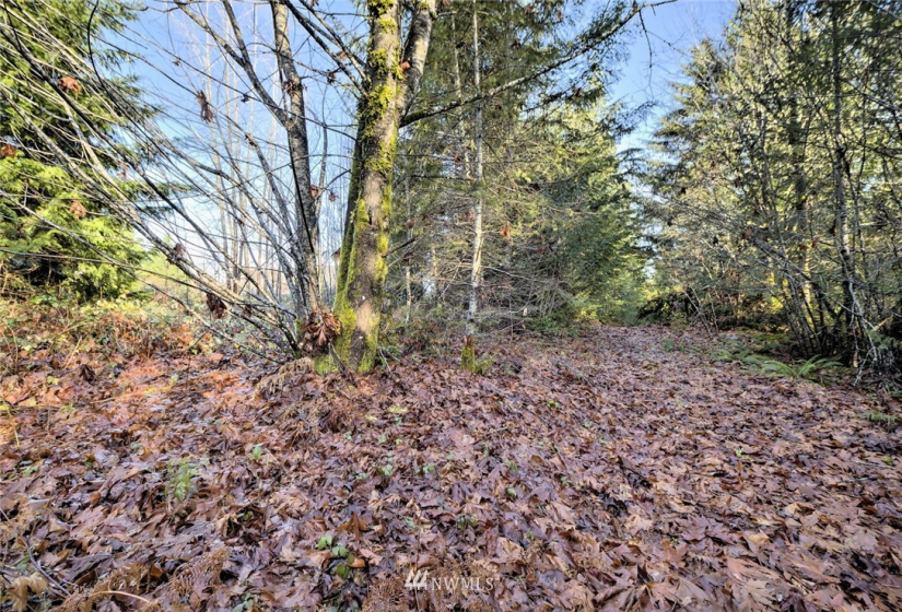 999 Spruce, Union, Washington 98592, ,Land,For Sale,Union-Grays Harbor Add,Spruce,NWM1873640