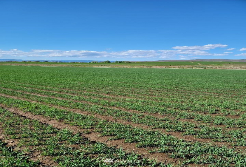 111 XX Morrison, Ellensburg, Washington 98926, ,Land,For Sale,Morrison,NWM1874840