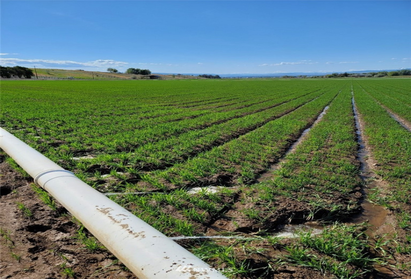 111 XX Morrison, Ellensburg, Washington 98926, ,Land,For Sale,Morrison,NWM1874840