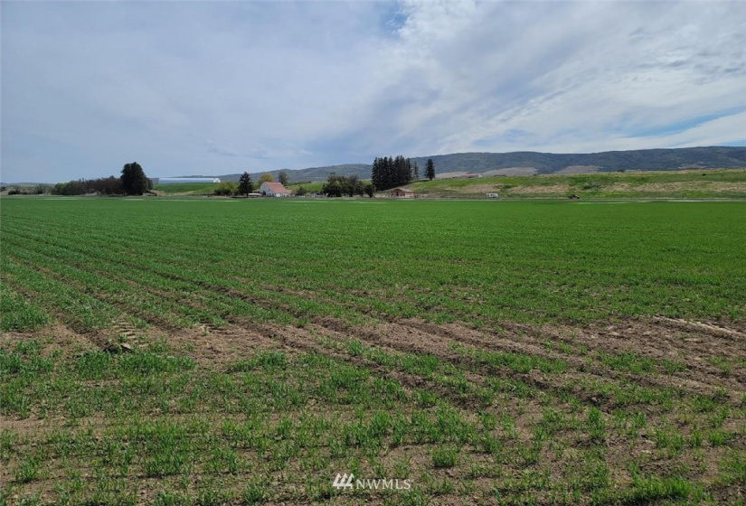 10711 XX Upper Badger Pocket, Ellensburg, Washington 98926, ,Land,For Sale,Upper Badger Pocket,NWM1874858